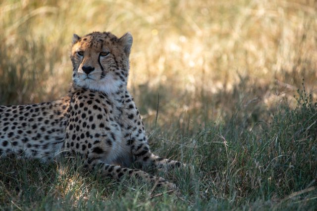 Cheetah resting in dry grass