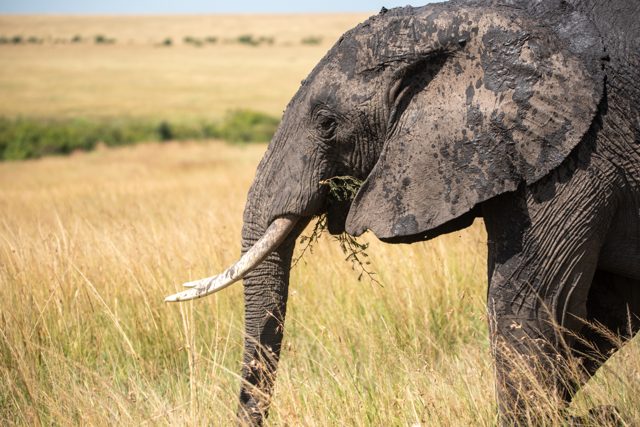 African bush elephant eating foliage in a grassy field