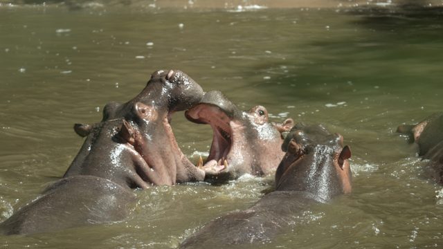 Hippos sparring in the river