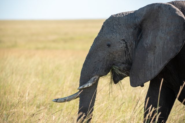 African bush elephant grazing in tall grass