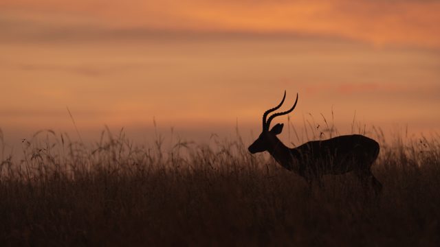 Antelope silhouette against an orange sky