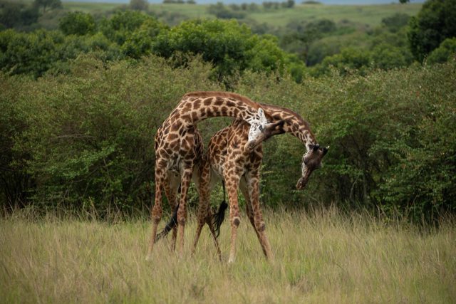 Two Masai giraffes necking