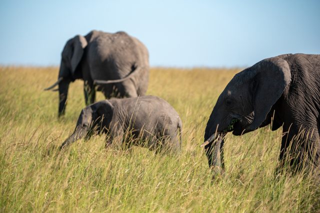 Three African bush elephants graze in tall grass